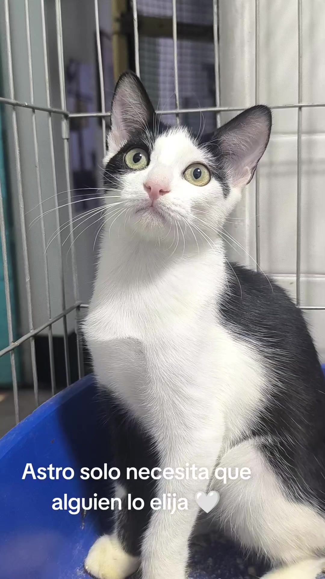 @fundación lazo animal
