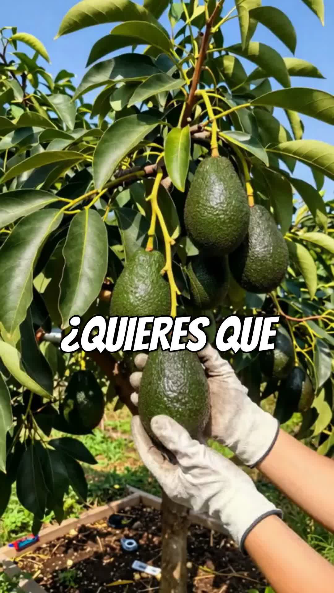 @tour del aguacate