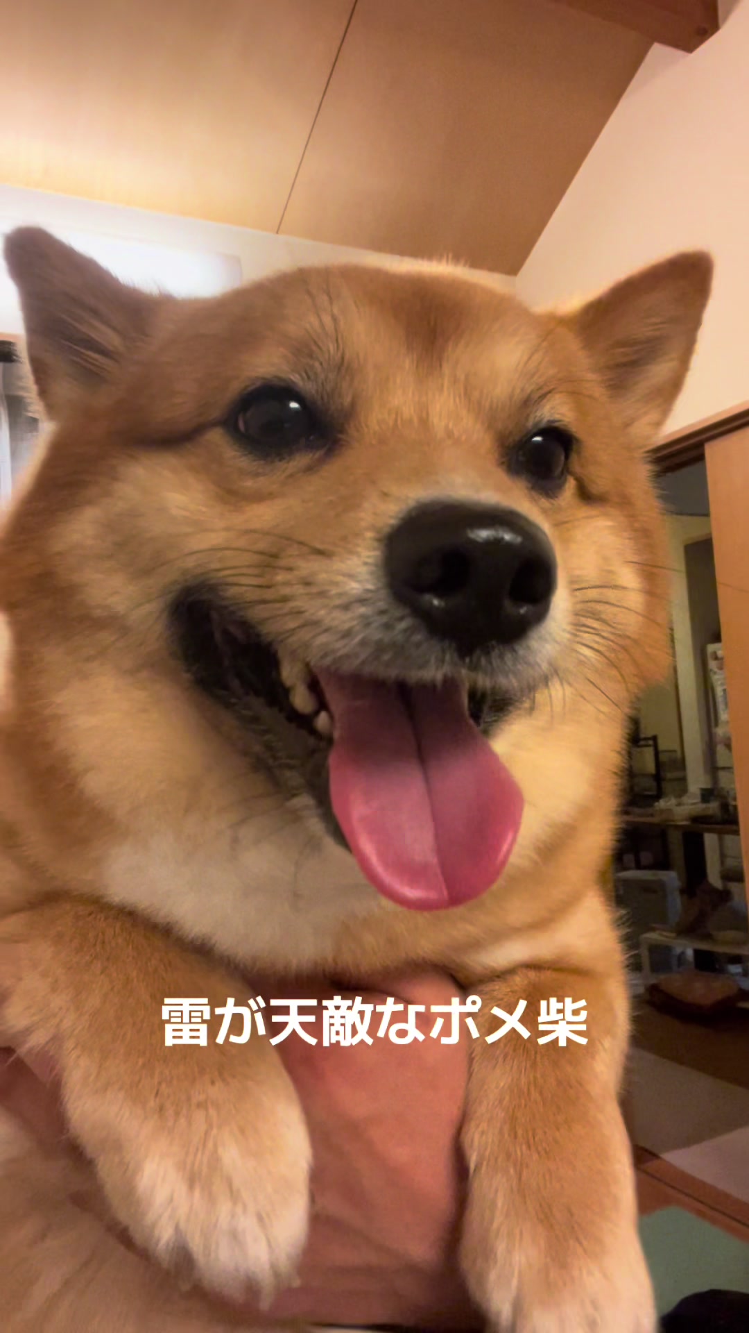 @ポメ柴もなか(もちゃ)୭