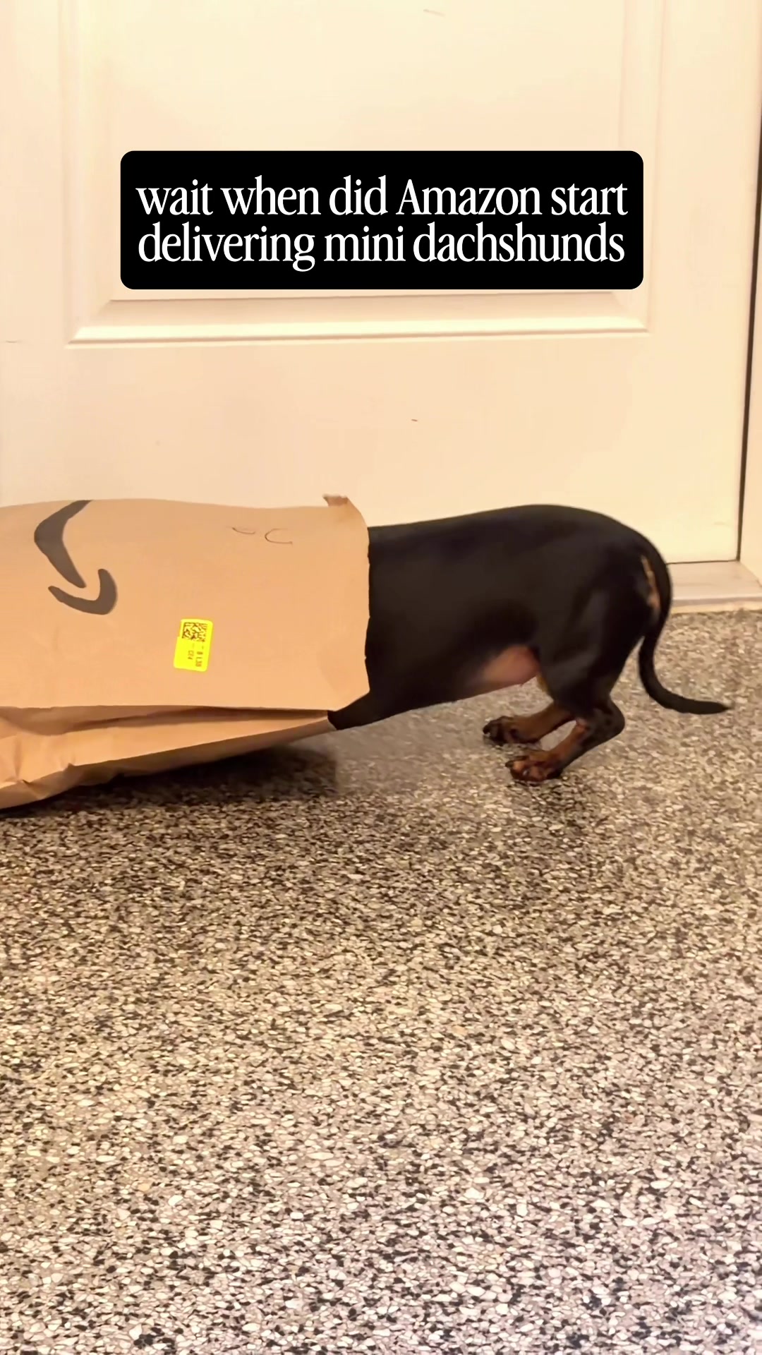 @Penny the Dachshund