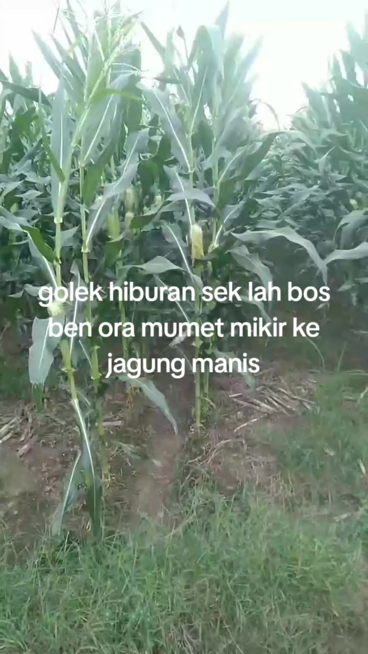 @MUHAMMAD RIZAL