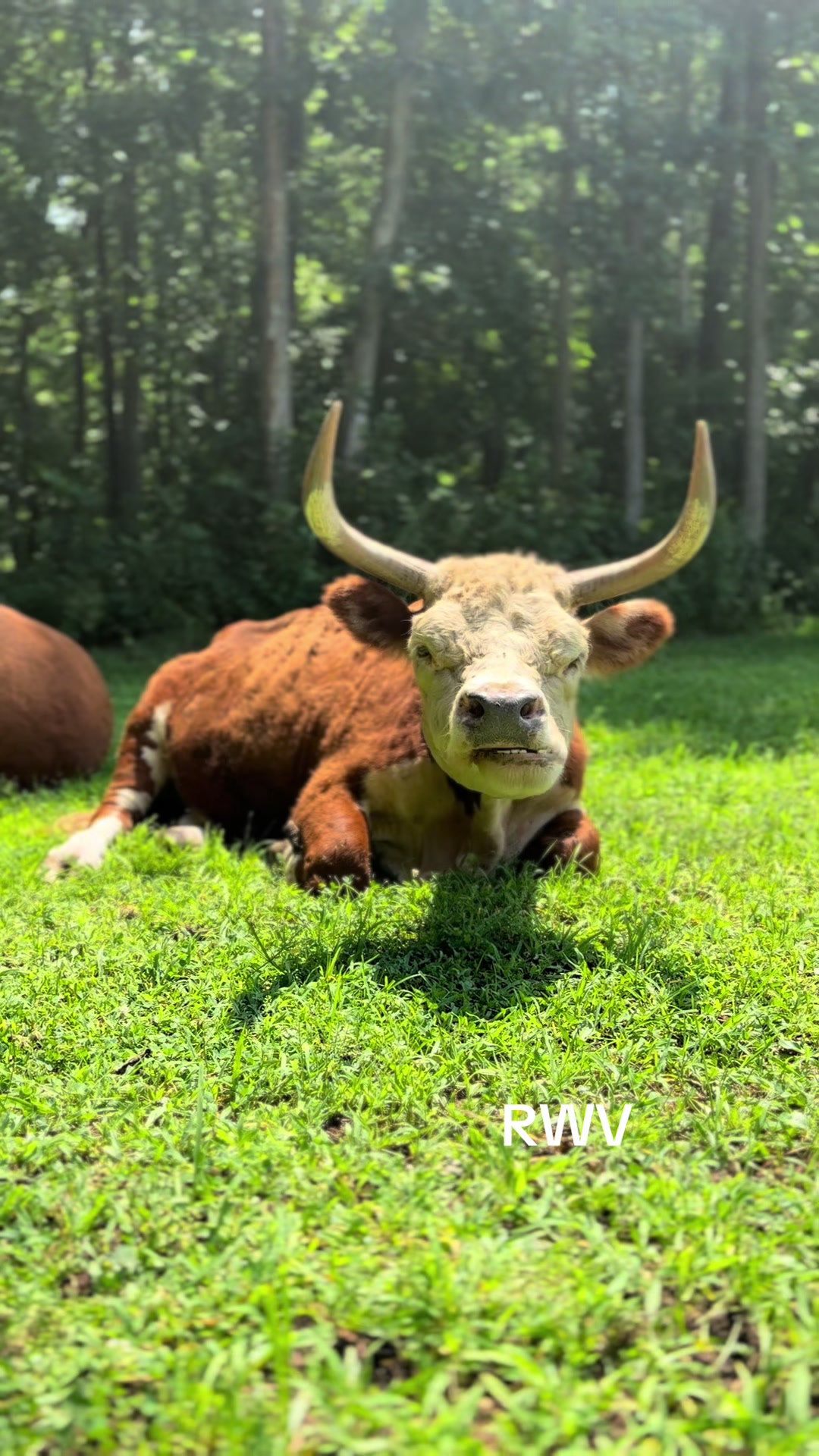 @RWV Land & Livestock