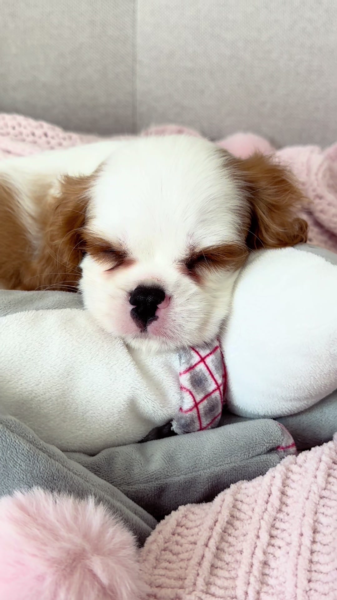 @Cavalier_king_charles_paris