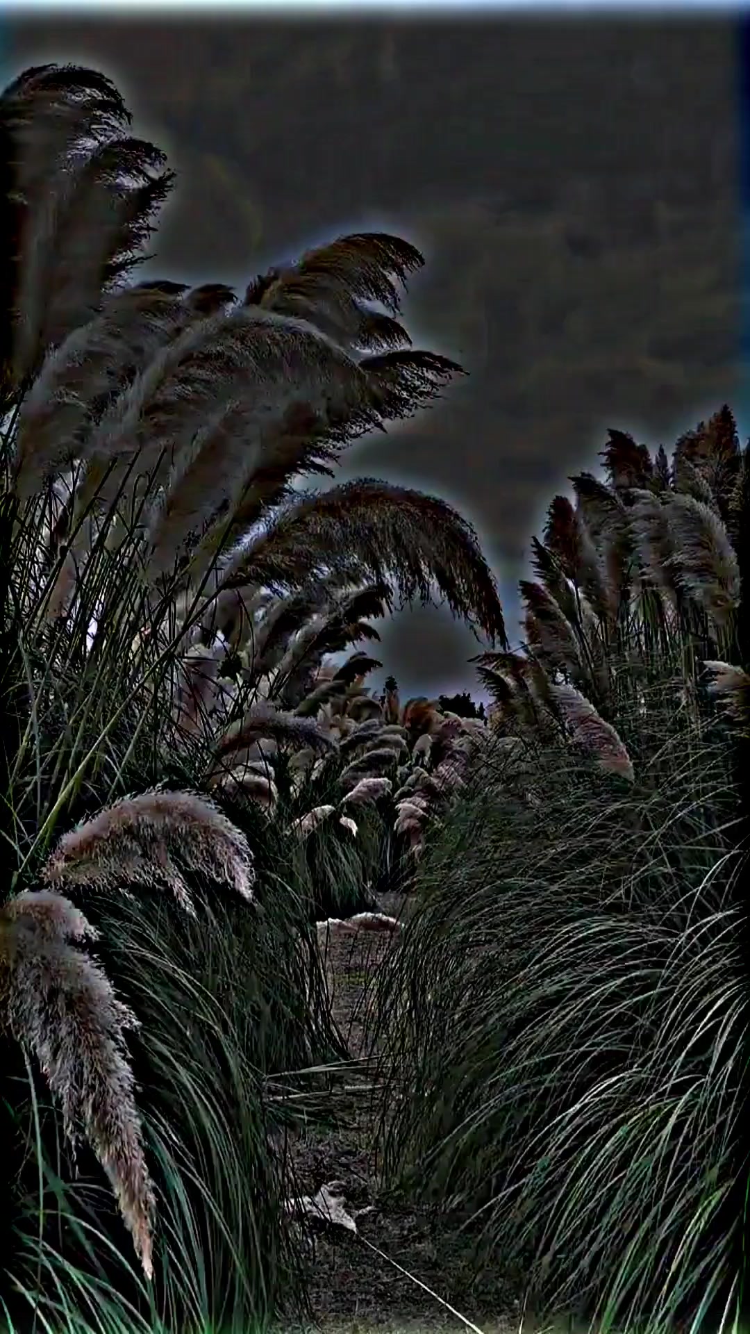 @زوبی شاہ 🥀