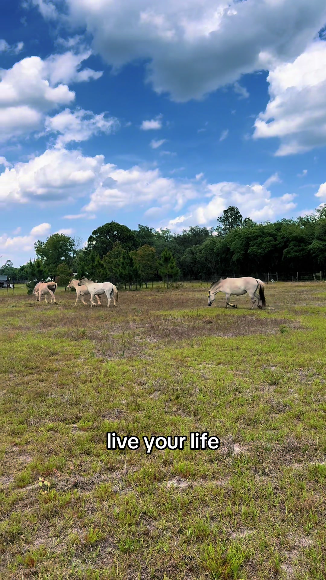 @madponies