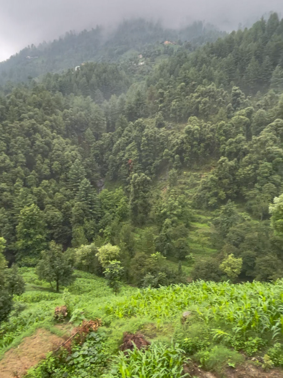 @🌲غر سنے 🌲