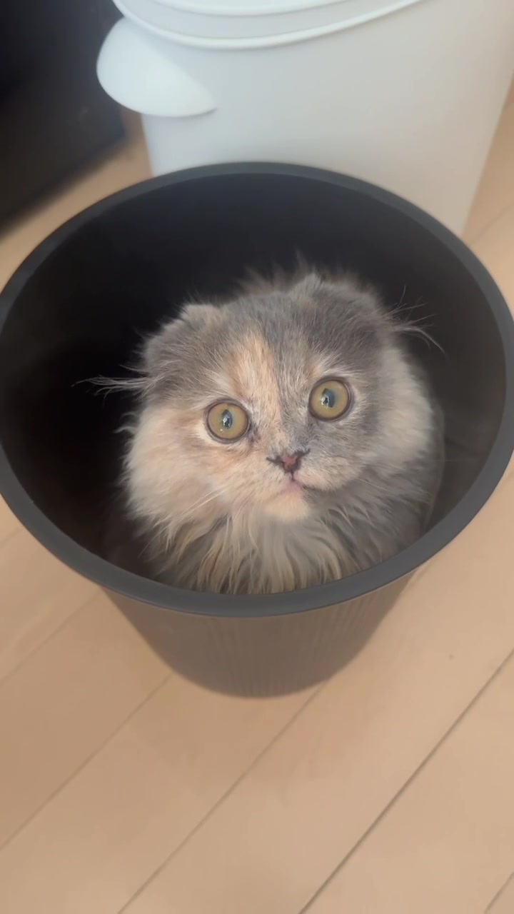 @マイクワゾウスキー