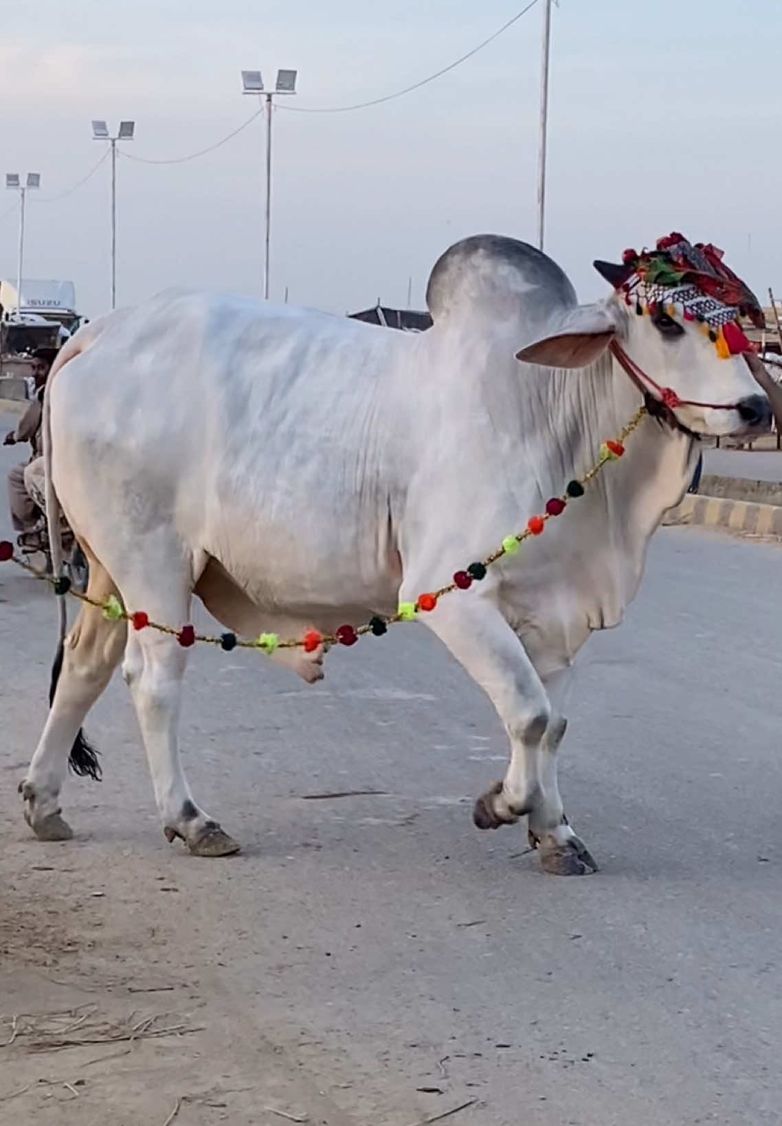 @Karachi Bull lovers
