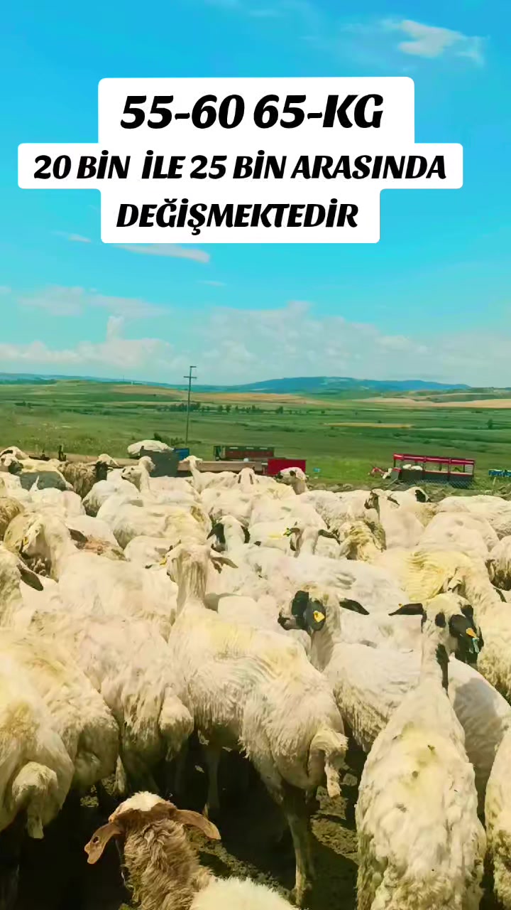 @M E H M E T _AYDIN._.01