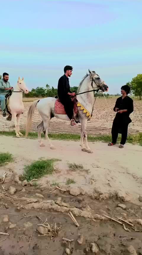 @گھوڑا لاڈلا کشمیریا دا582