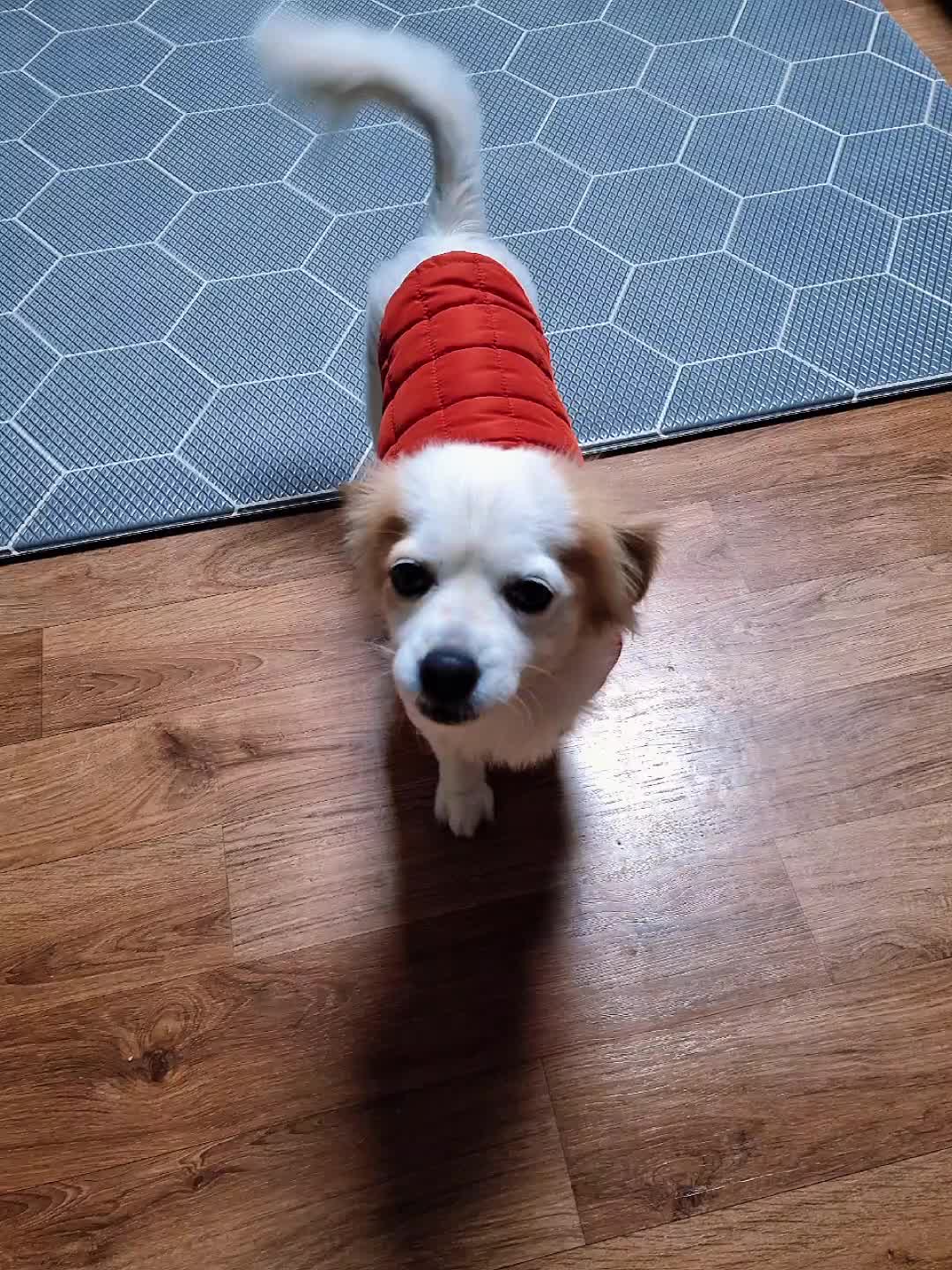 @시골콩콩이