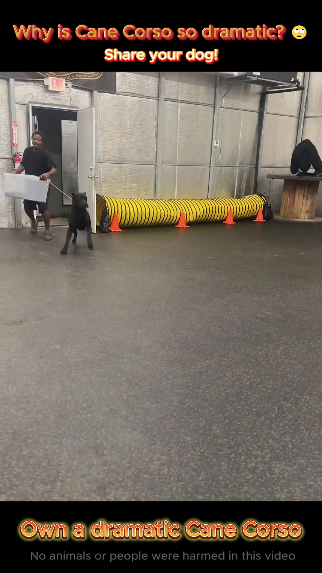 @pet.funny799