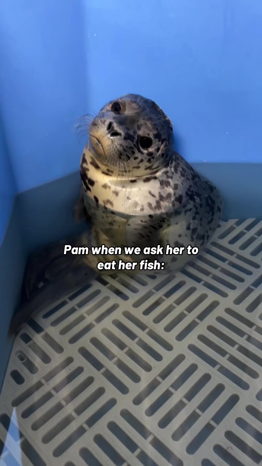 @Marine Mammal Rescue Society
