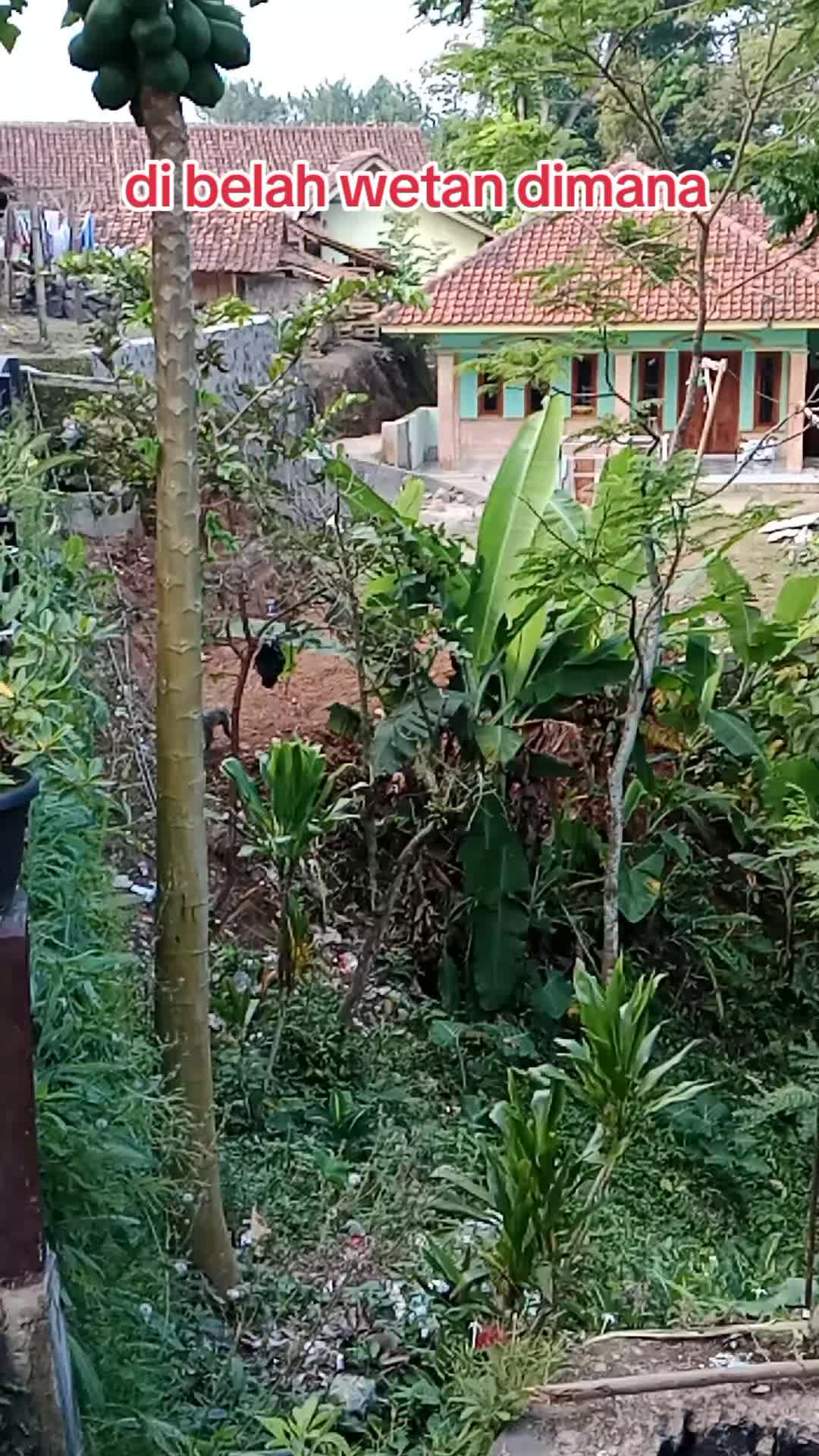 @mang Ntuy