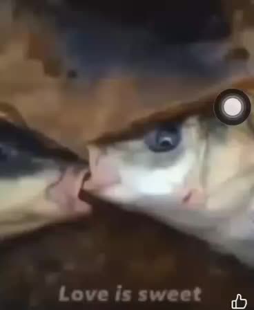 @Pépite Sneaky