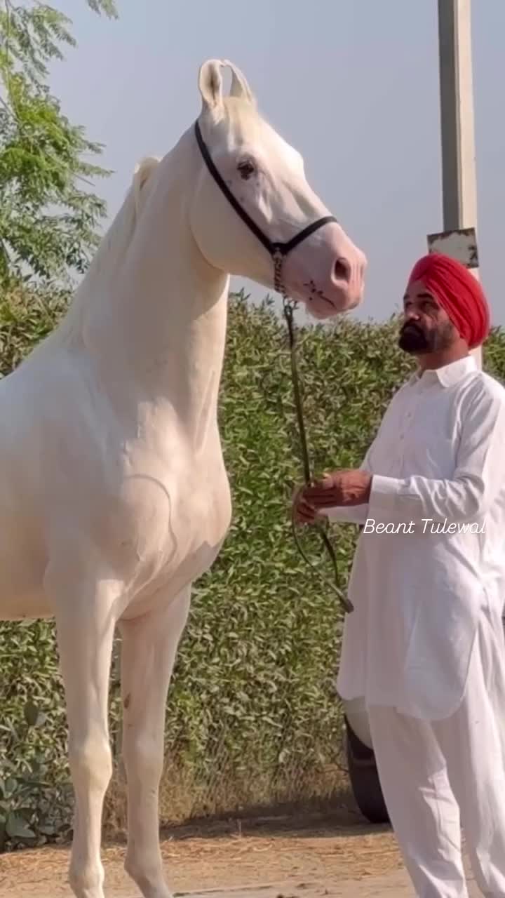 @شوق۔ پنجاب دا🐴🐴