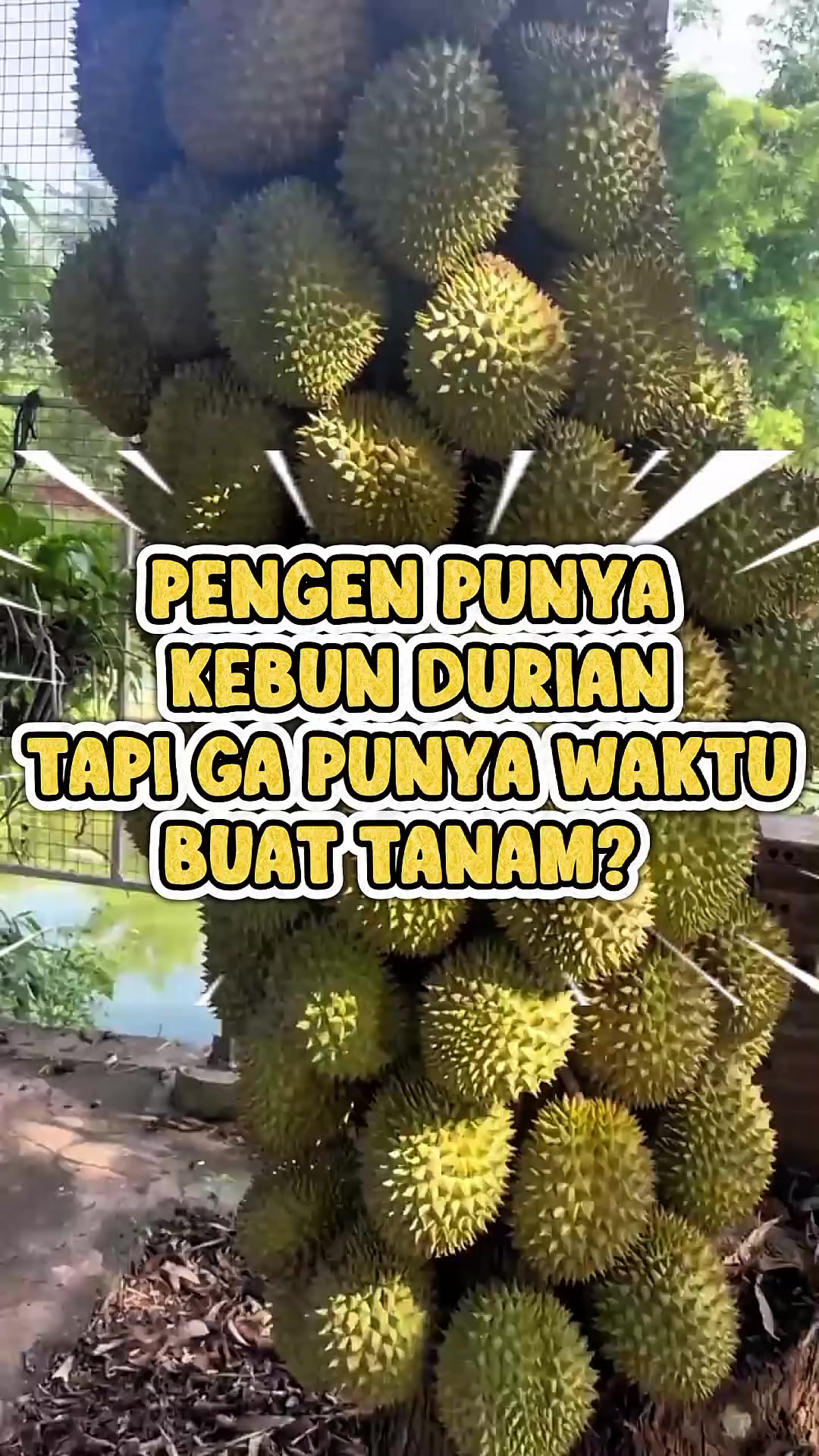 @RATU BIBIT