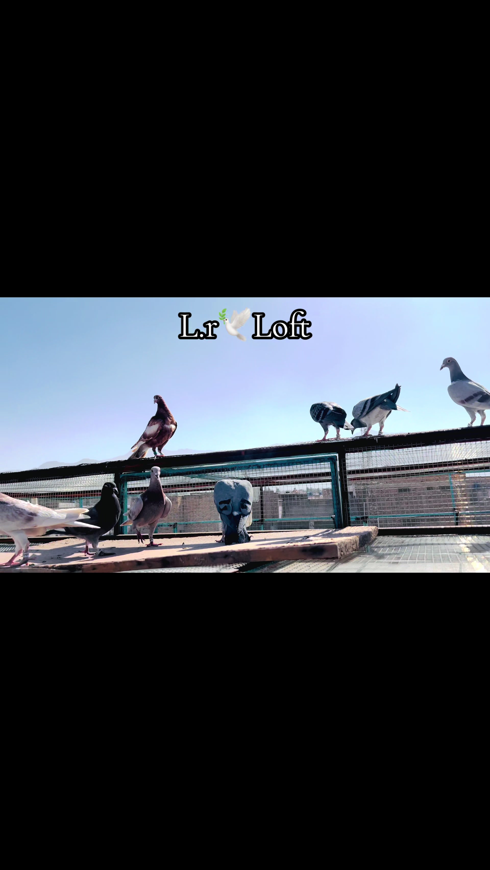 @🕊️L.R .Loft.Q.z.Meer’s.Loft🦅