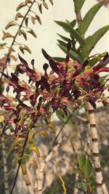 @Anarda Orchids