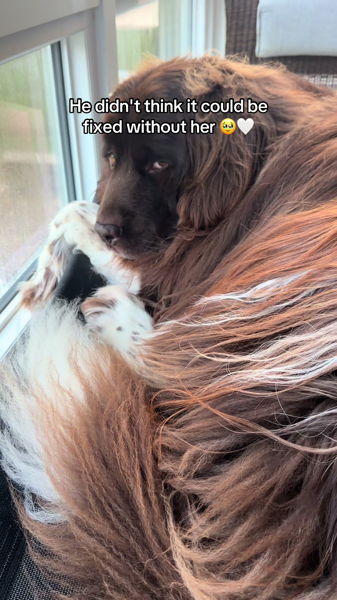 @Chewy The Newfoundland