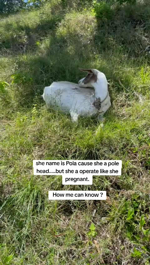 @Goat Ranch