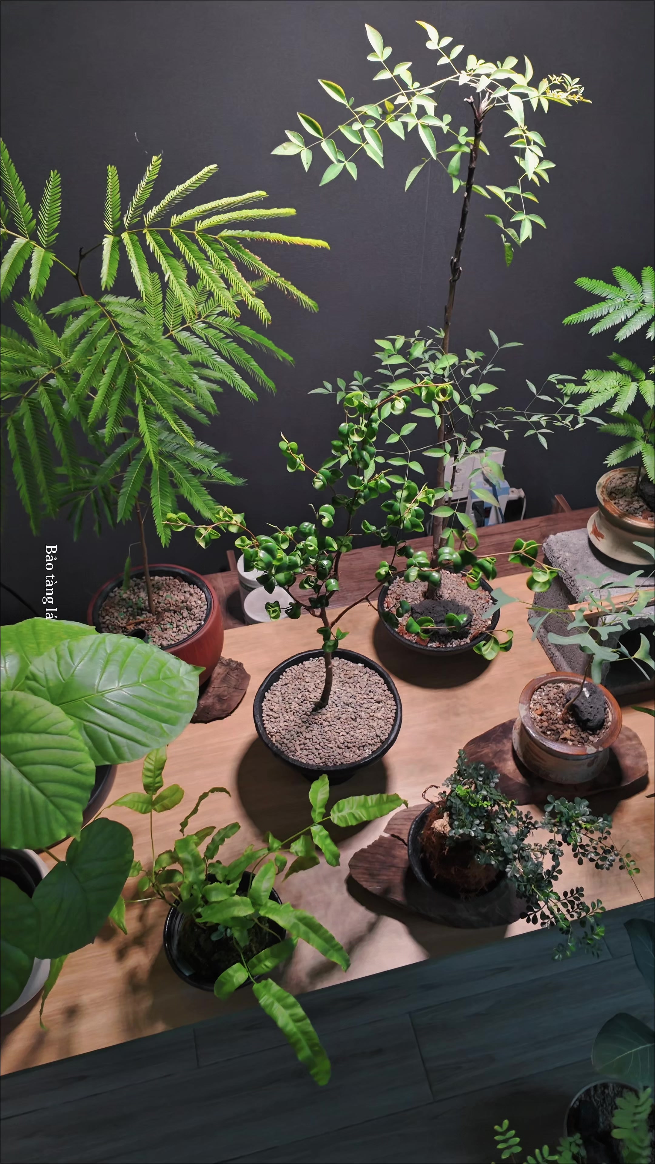 @Bảo tàng lá