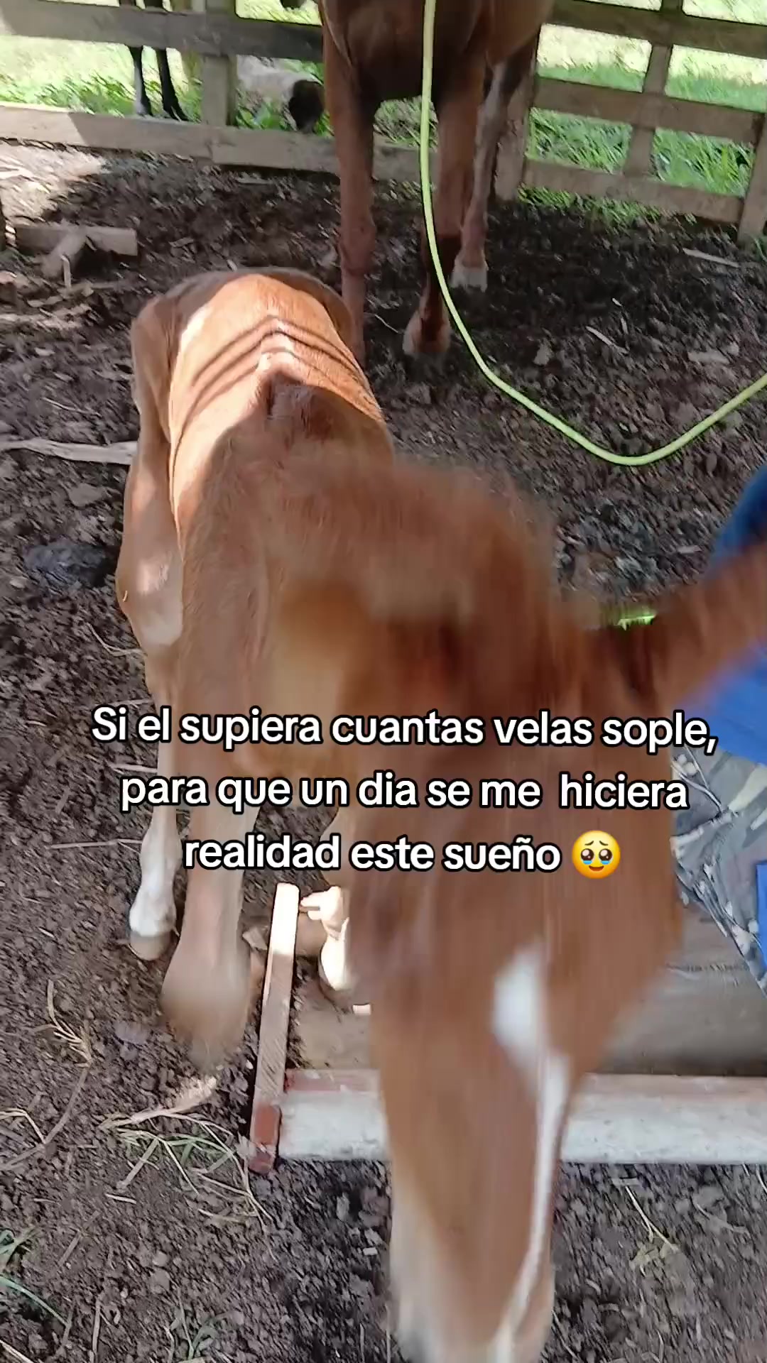 @jjulianbello
