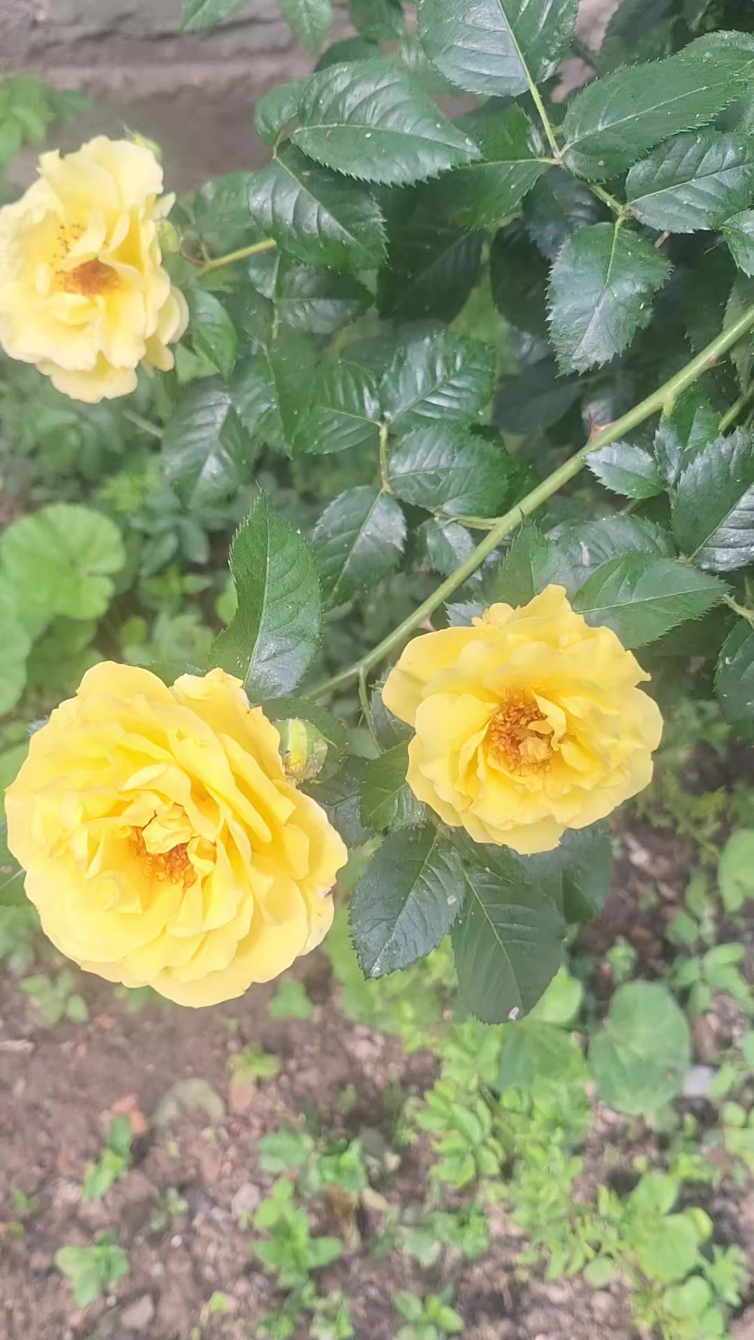 @Клара Бекбосинова