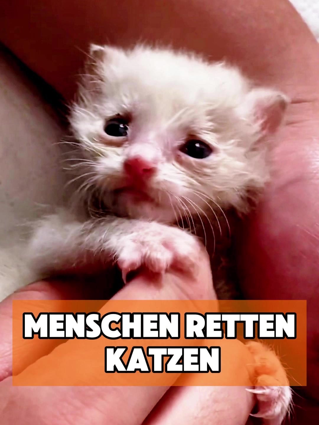 @toto_tier