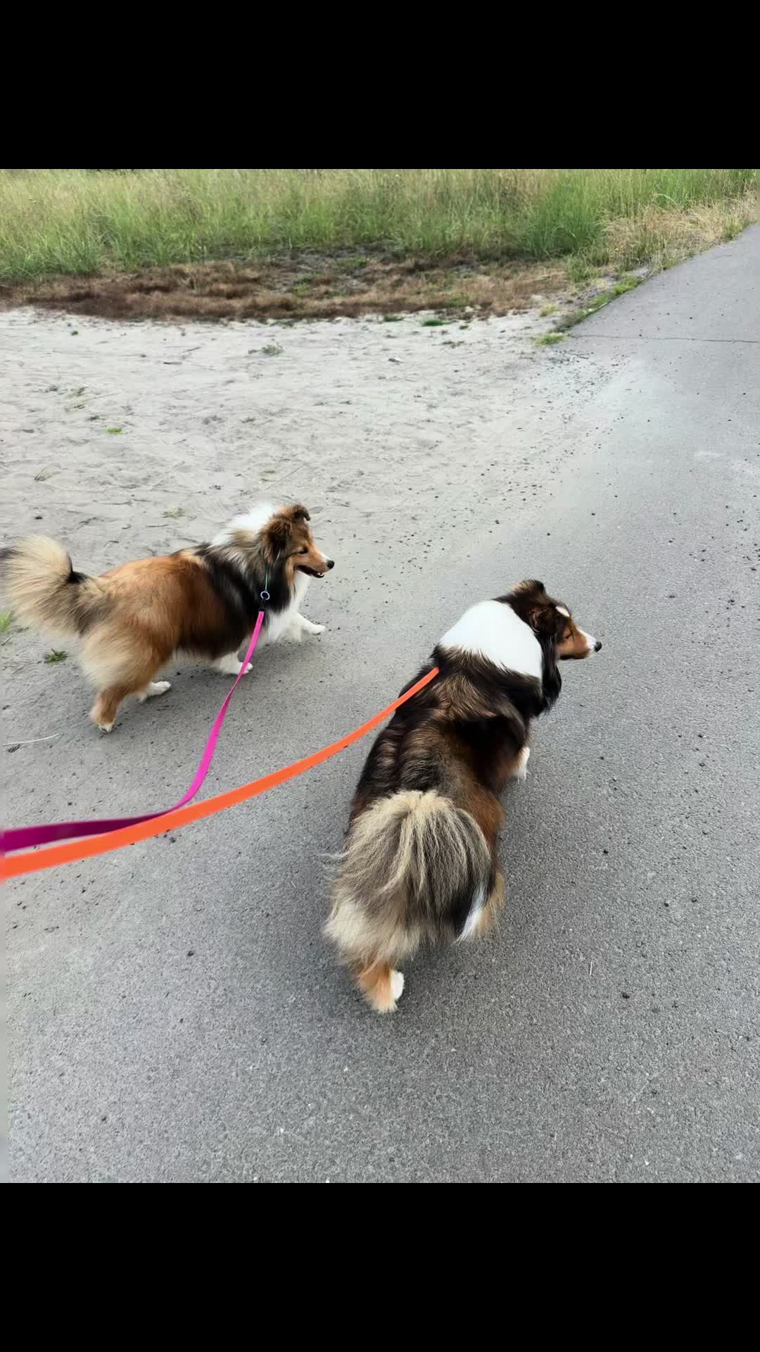 @Heather Discovery Canine Adv.