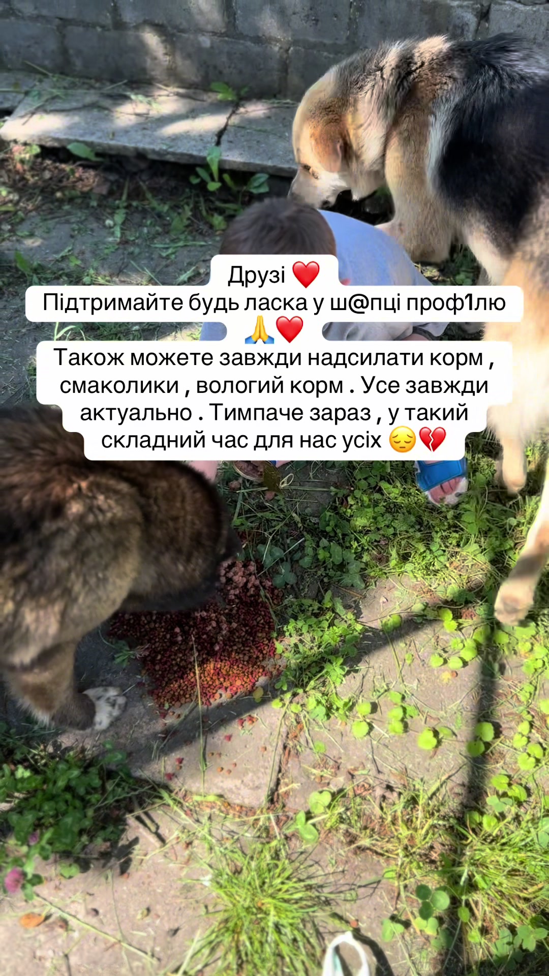 @tanya.help.animal