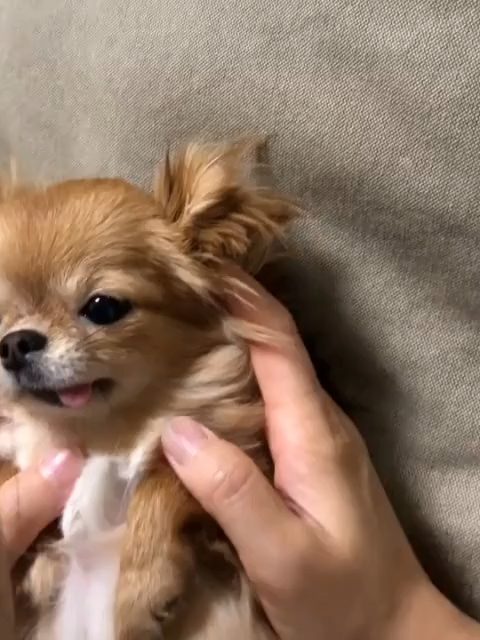 @ichig.8