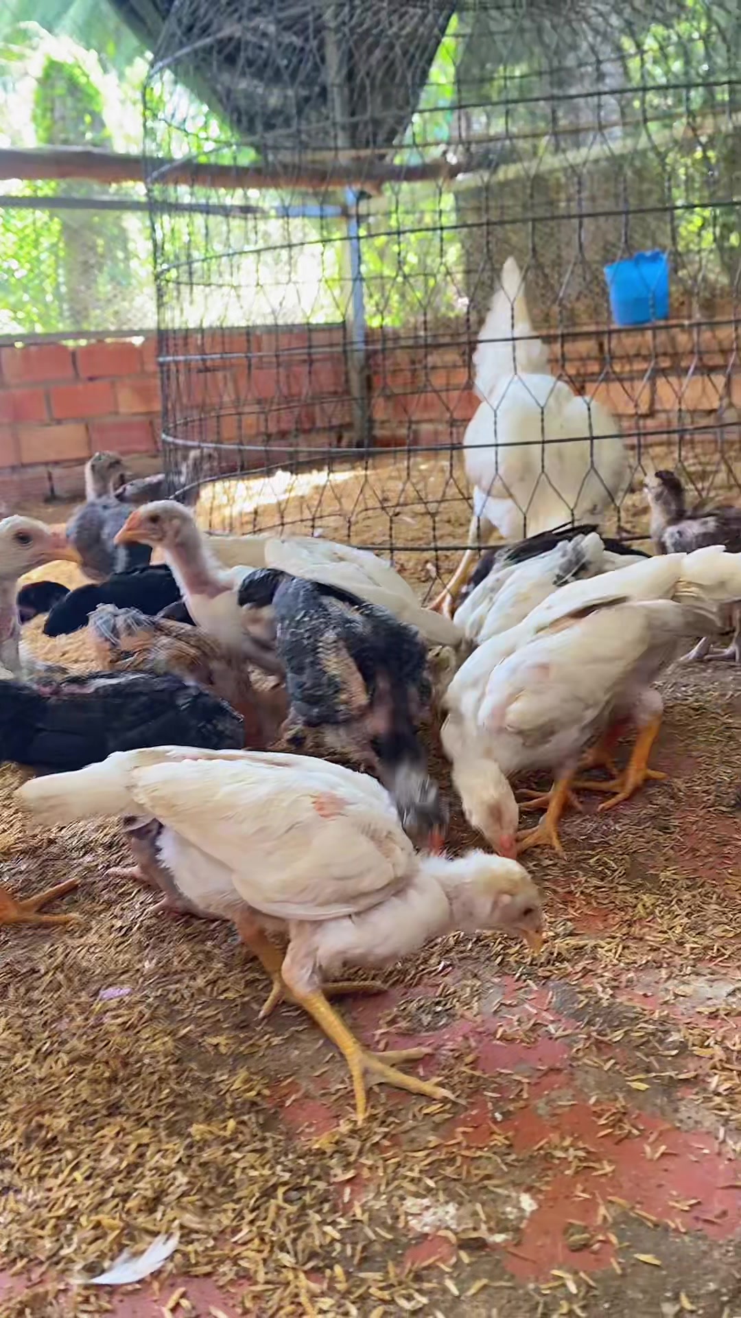 @Thuốc gà Vĩnh Long