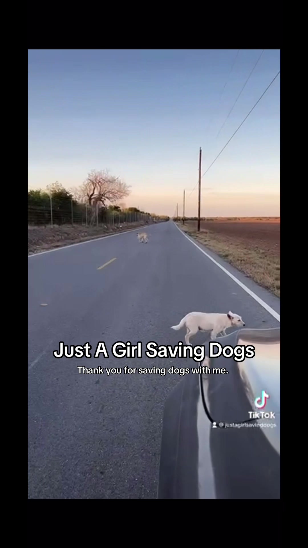@Just A Girl Saving Dogs