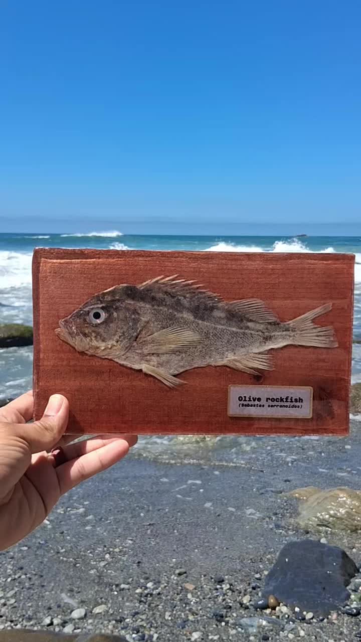 @Fish Skin Lures