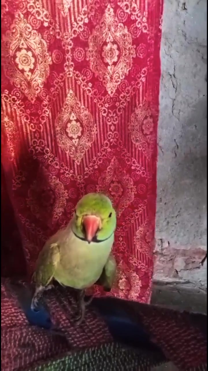 @Arslan Hans 11
