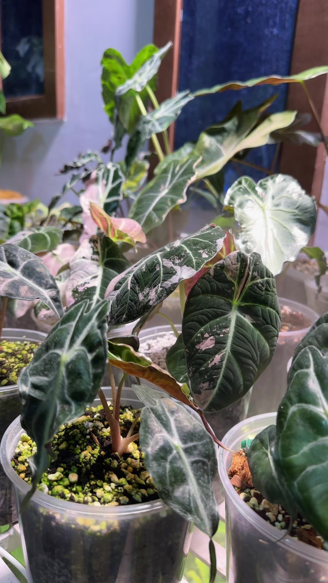 @Plantlife50