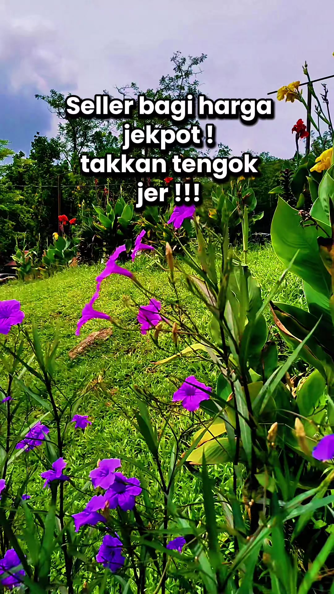 @Syarifah ๐