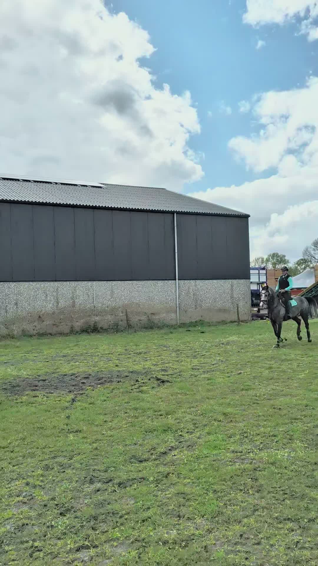 @Elegantia Horses