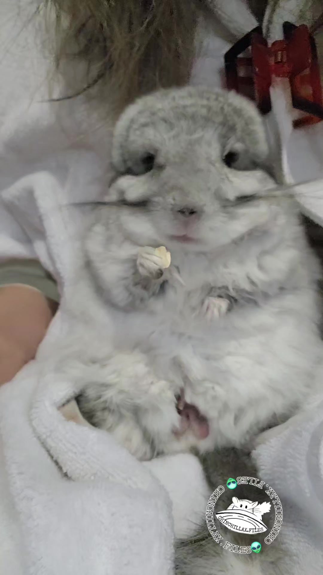 @Kuzco the Chinchilla