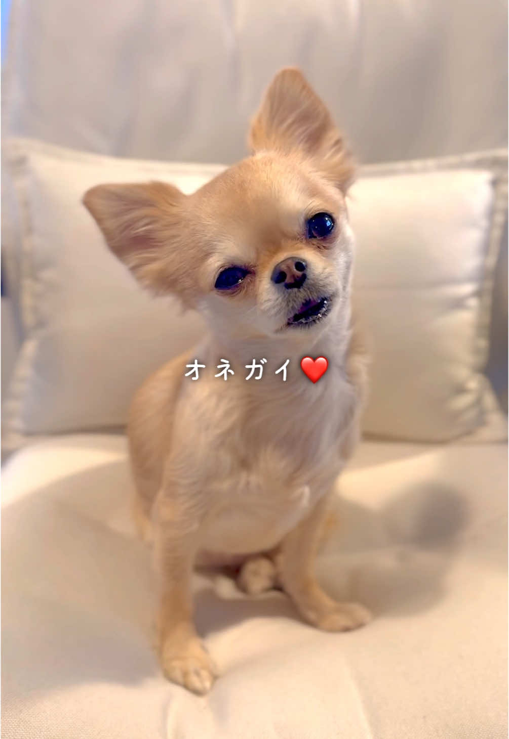 @きなこおぜん
