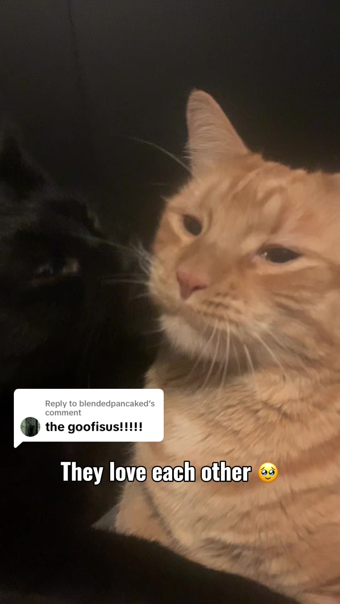 @diycatgeek (Wally & Howl)