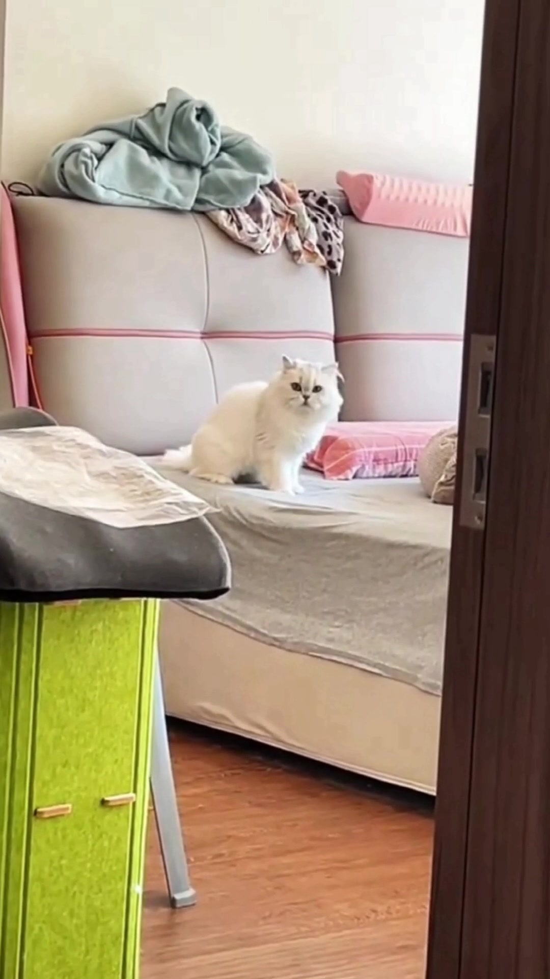 @fluffypet