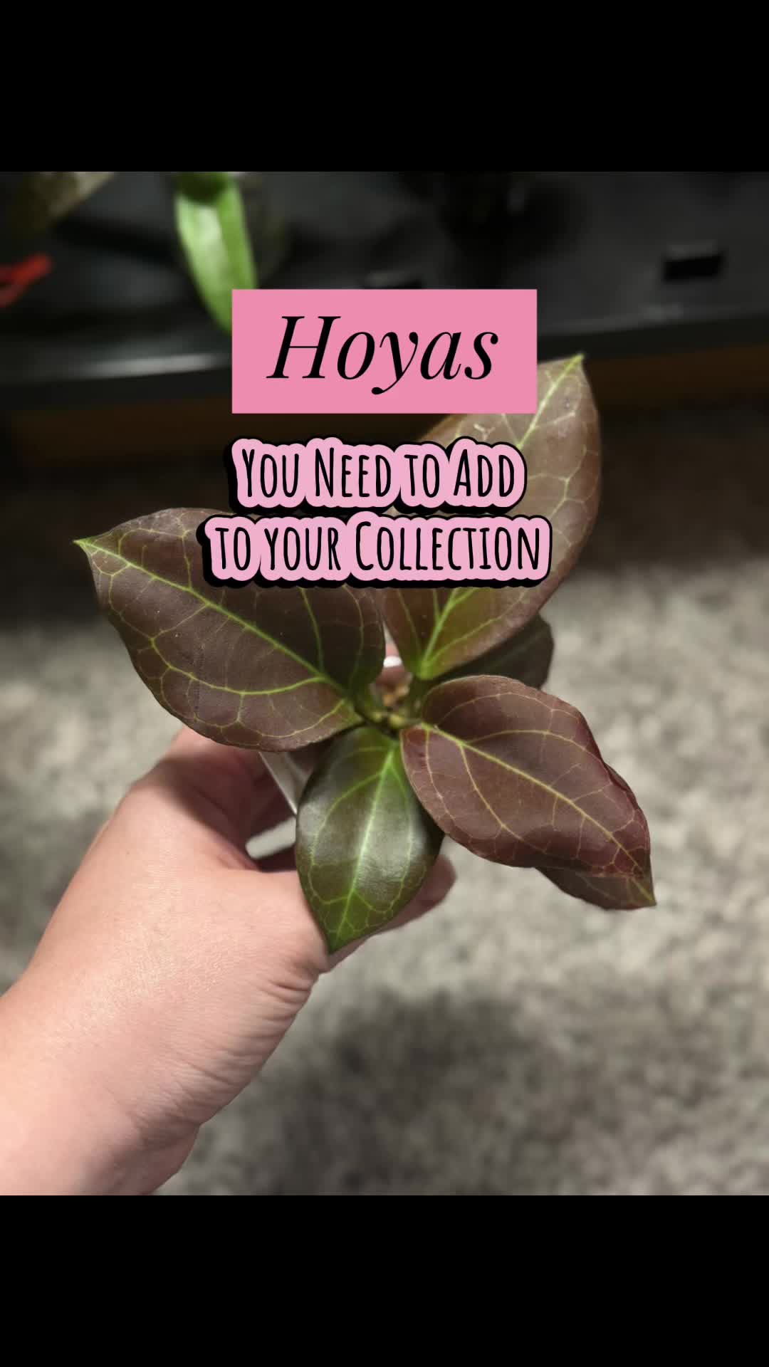@Ness Rose | Plant Fanatic ✨