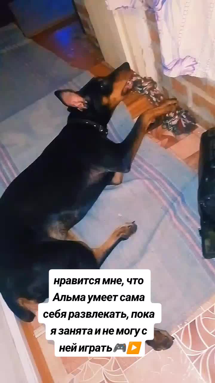 @̴Д̴О̴Б̴Е̴Р̴М̴А̴Н ̴А̴Л̴Ь̴М̴А🖤