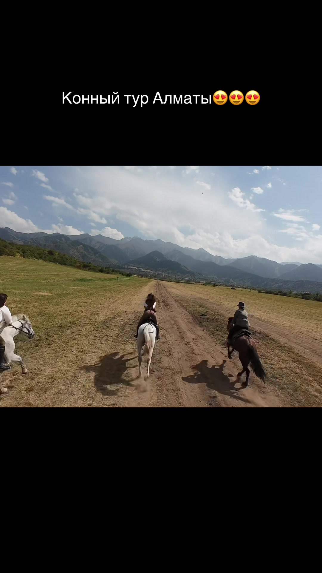 @tulpar_horses