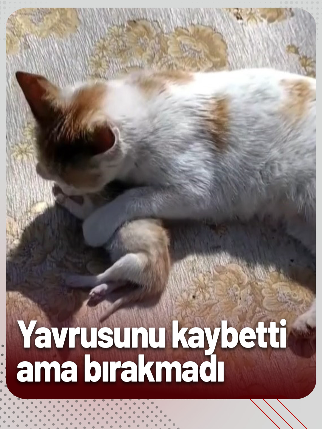 @İhlas Haber Ajansı