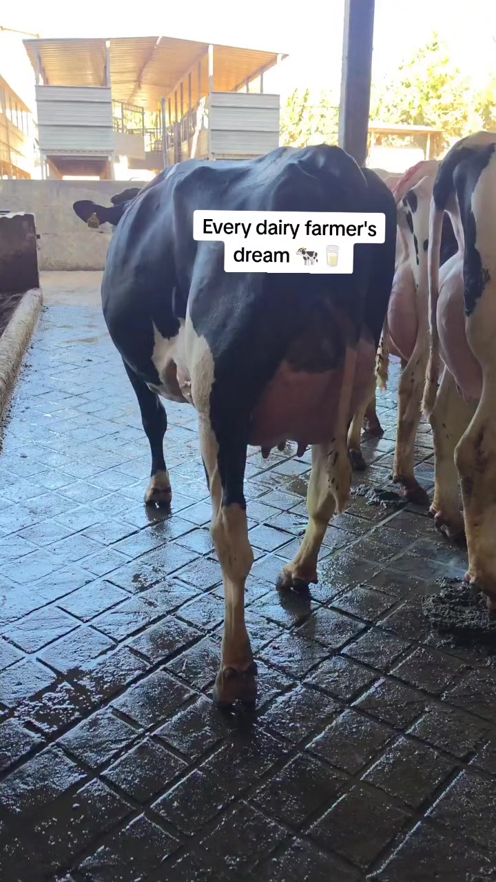 @SEGO DAIRIES 🇰🇪 🌹❣️