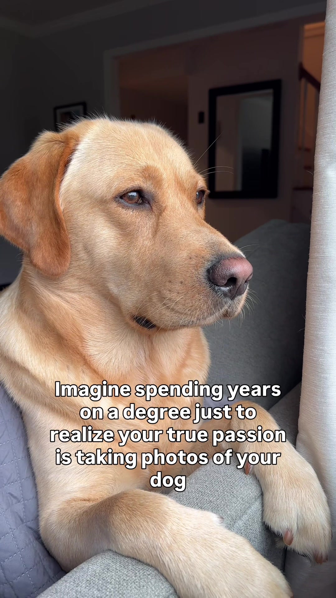 @Lord Jack The Yellow Lab