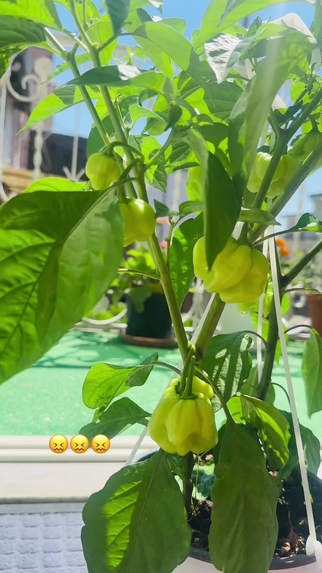 @🇧🇩Mehra Mishrat👸🥀🇮🇹